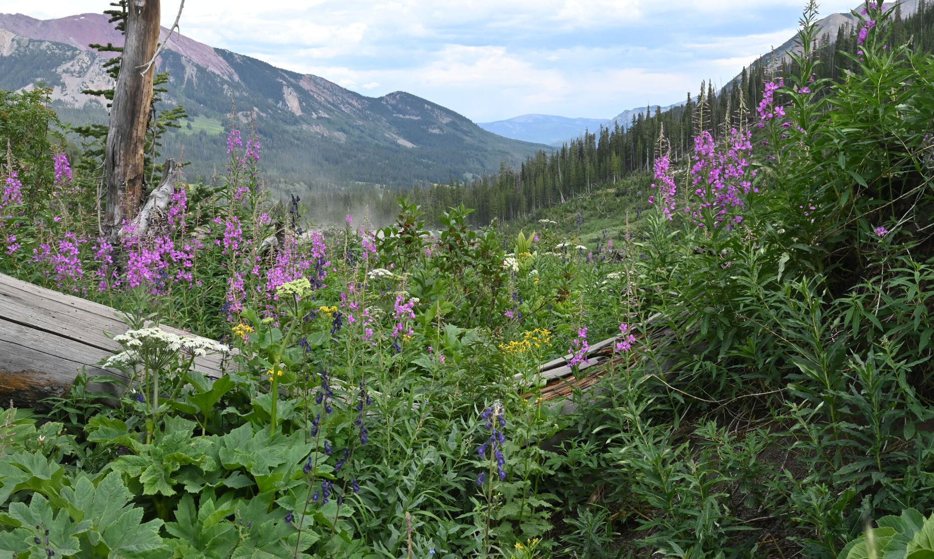 072420-news-wildflowers 01.JPG